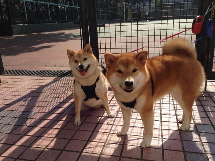 “马丁·高尔西的出色防守与技术，帮助美洲狮队攻守兼备”