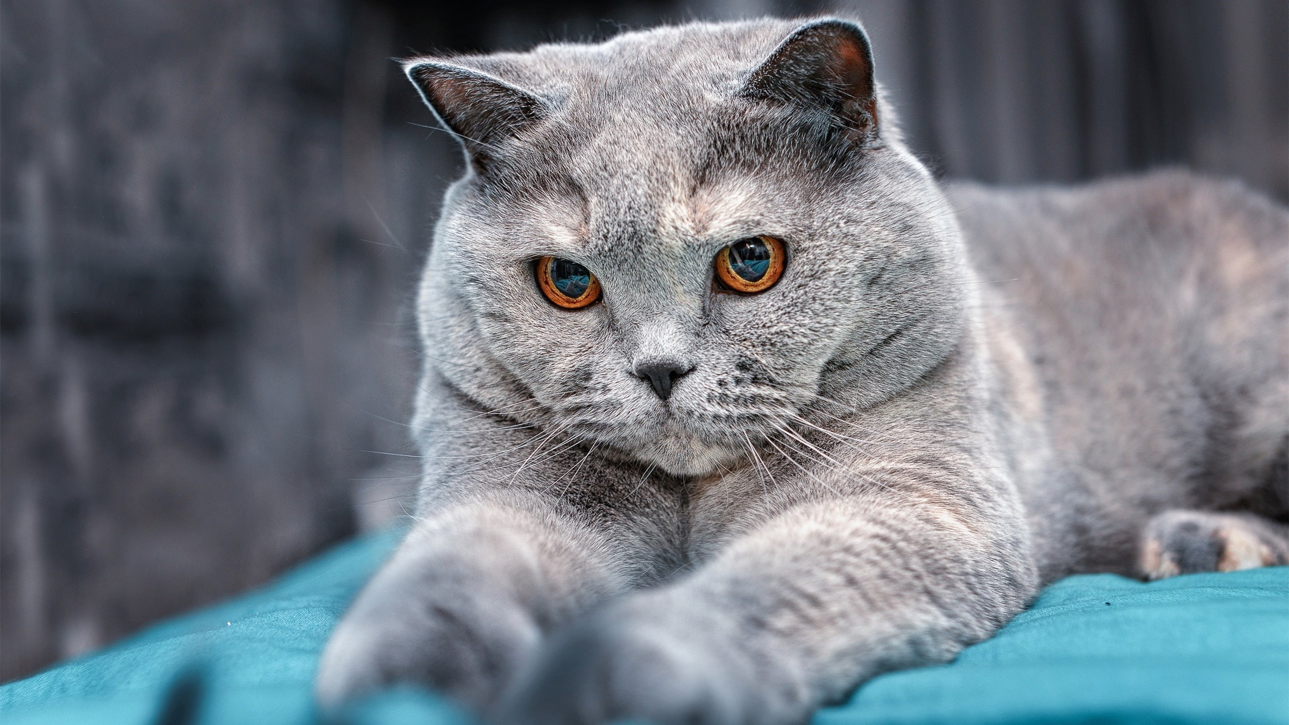 爱游戏体育在线-从年轻选手到决赛强者 温斯坦成长显著，斯坦·温斯顿